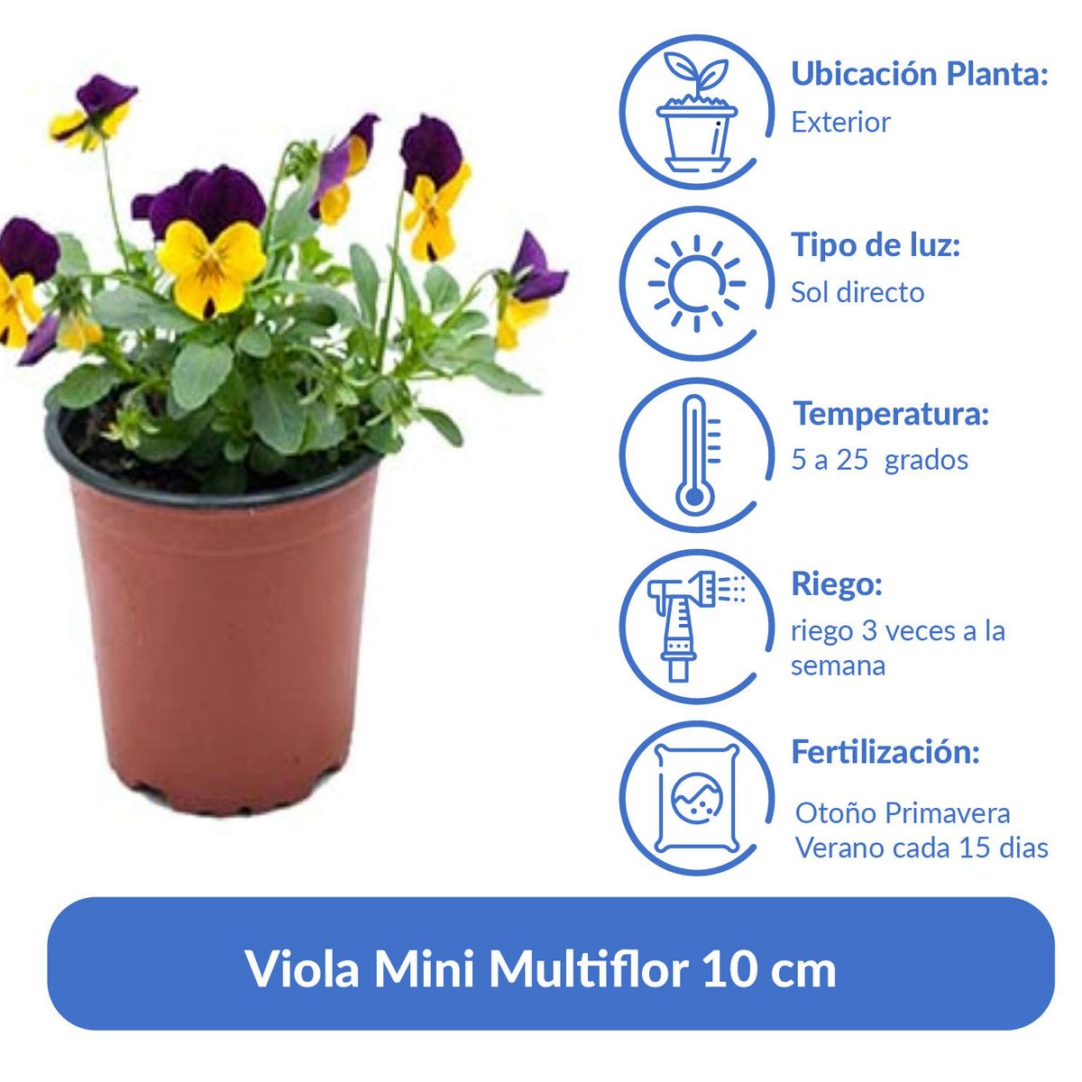 LAS BANDURRIAS - Viola Mini Multiflor 10 cm Natural CT12