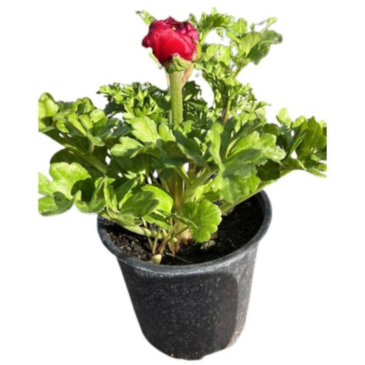 LAS BANDURRIAS - Ranunculo Bloomingd 30 cm Natural CT15