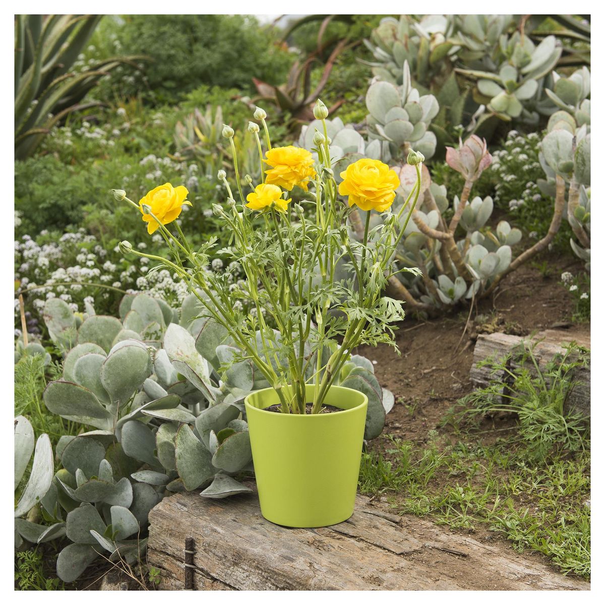 LAS BANDURRIAS - Ranunculo Bloomingd 30 cm Natural CT15