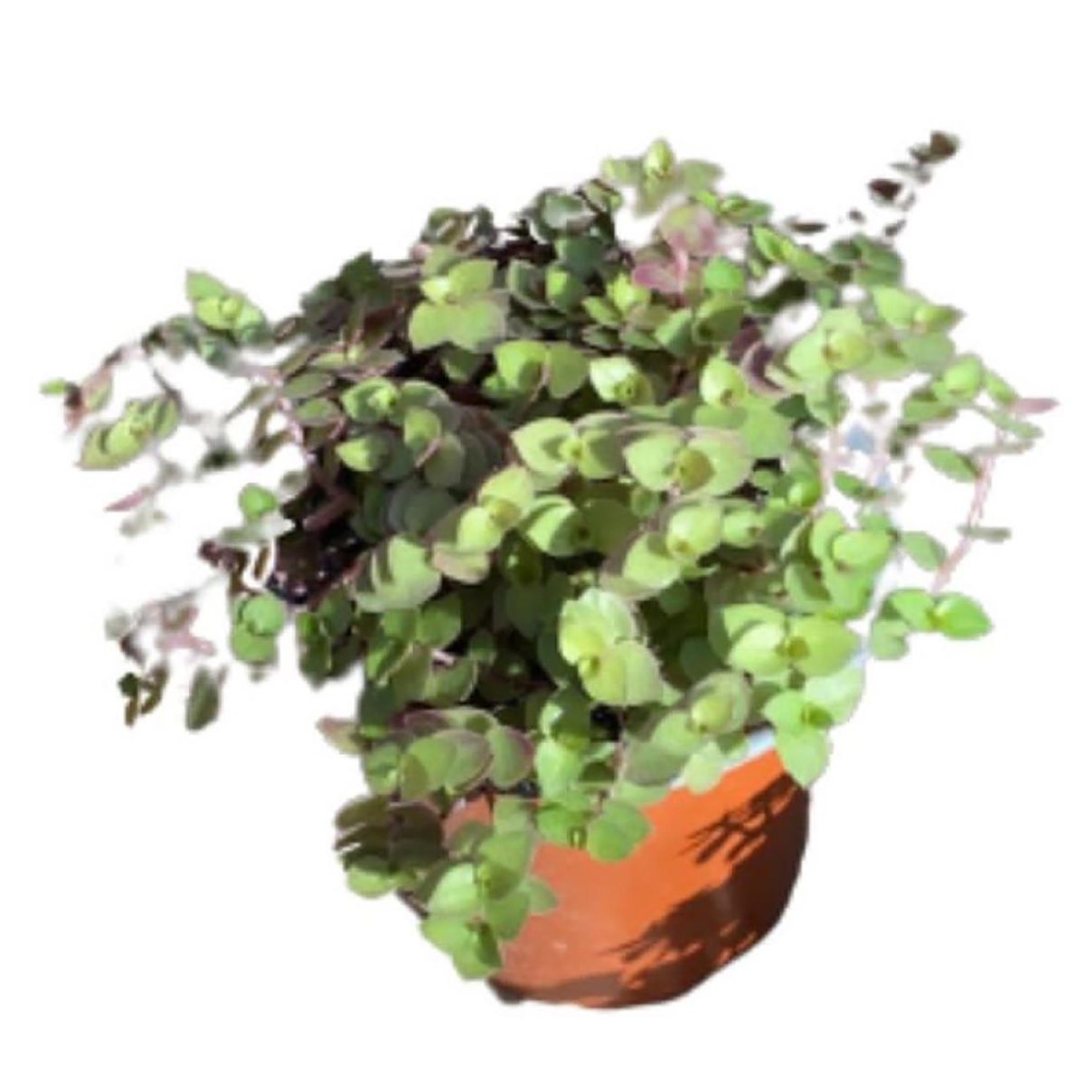LAS BANDURRIAS - Callisia Repens 10 cm Natural CT13