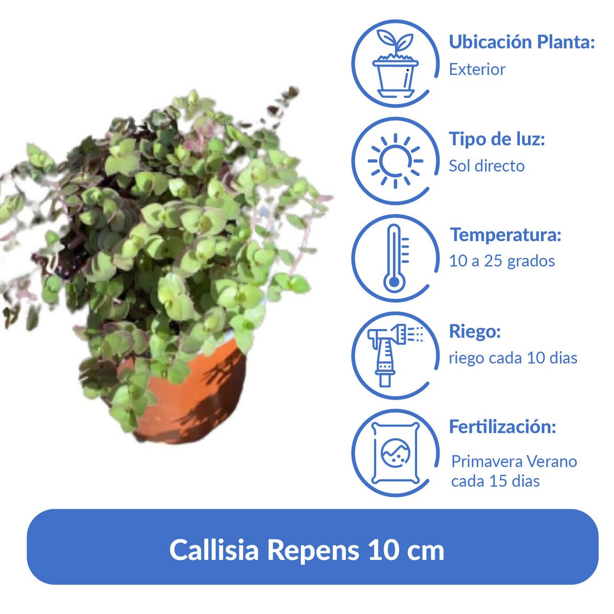 LAS BANDURRIAS - Callisia Repens 10 cm Natural CT13