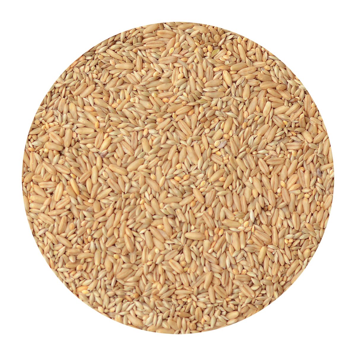 CANARY SONG - Alimento para Ave Todas las edades Variadas Semillas 1 kg