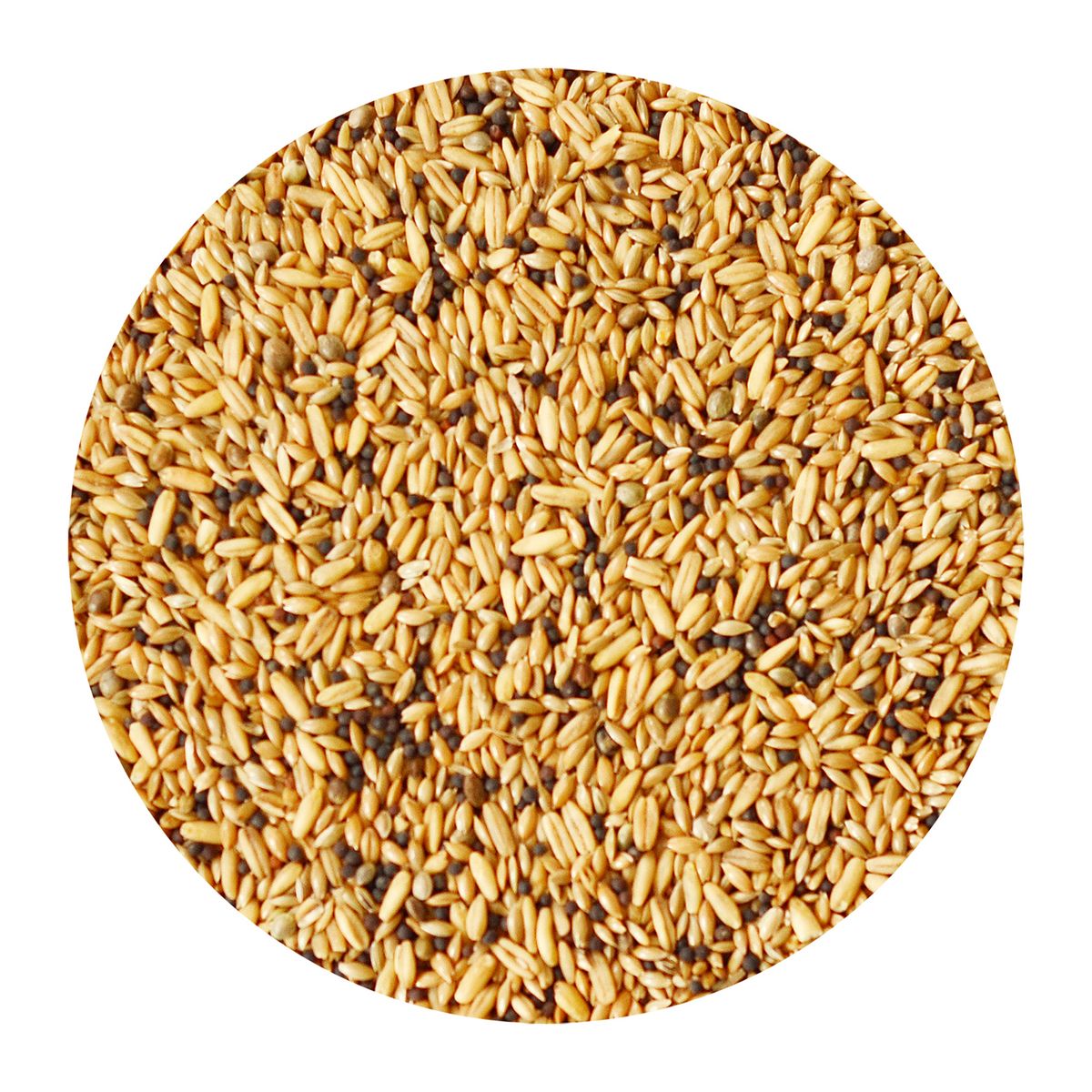 CANARY SONG - Alimento para Ave Todas las edades Variadas Semillas 1 kg