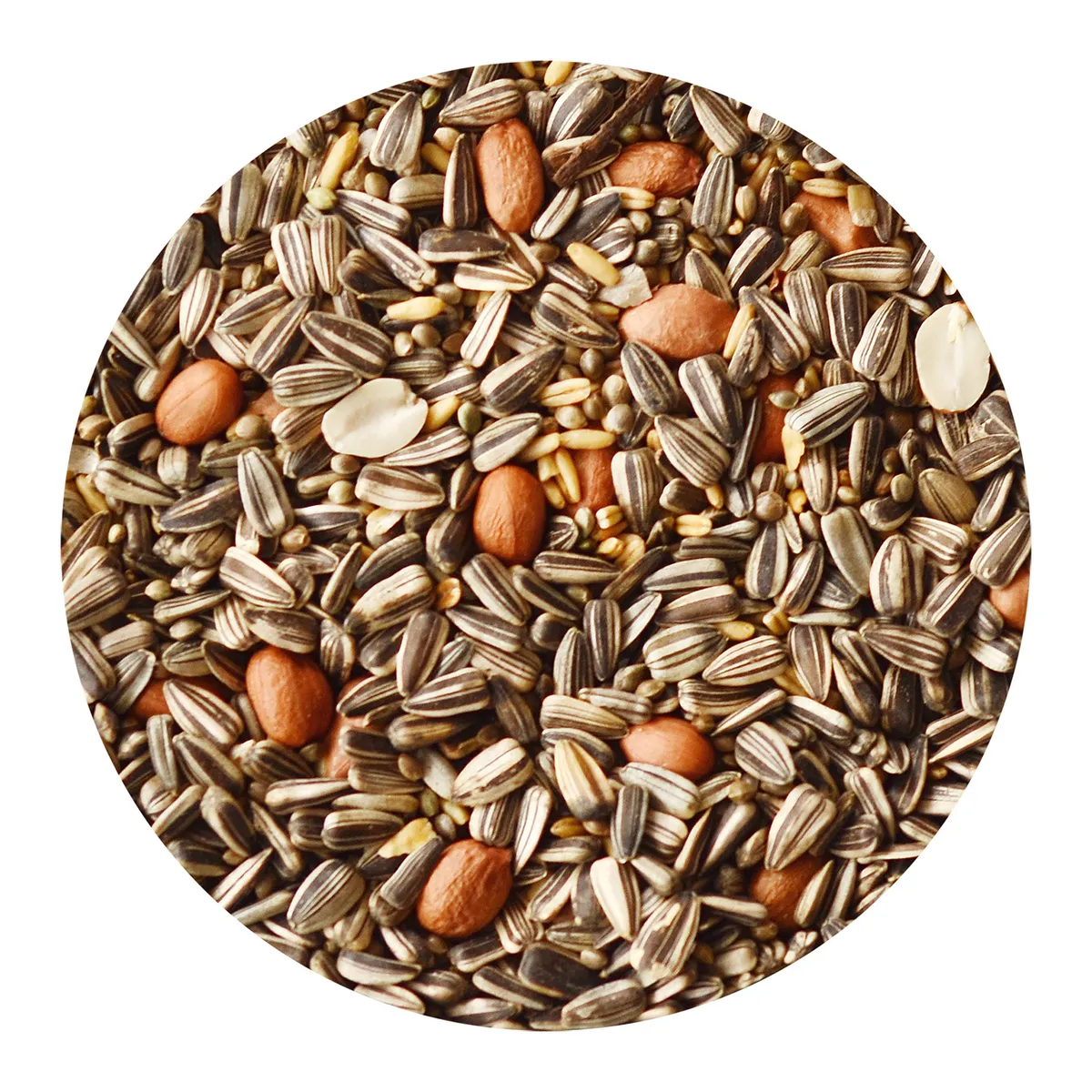 CANARY SONG - Alimento para Ave Todas las edades Variadas Semillas 1 kg