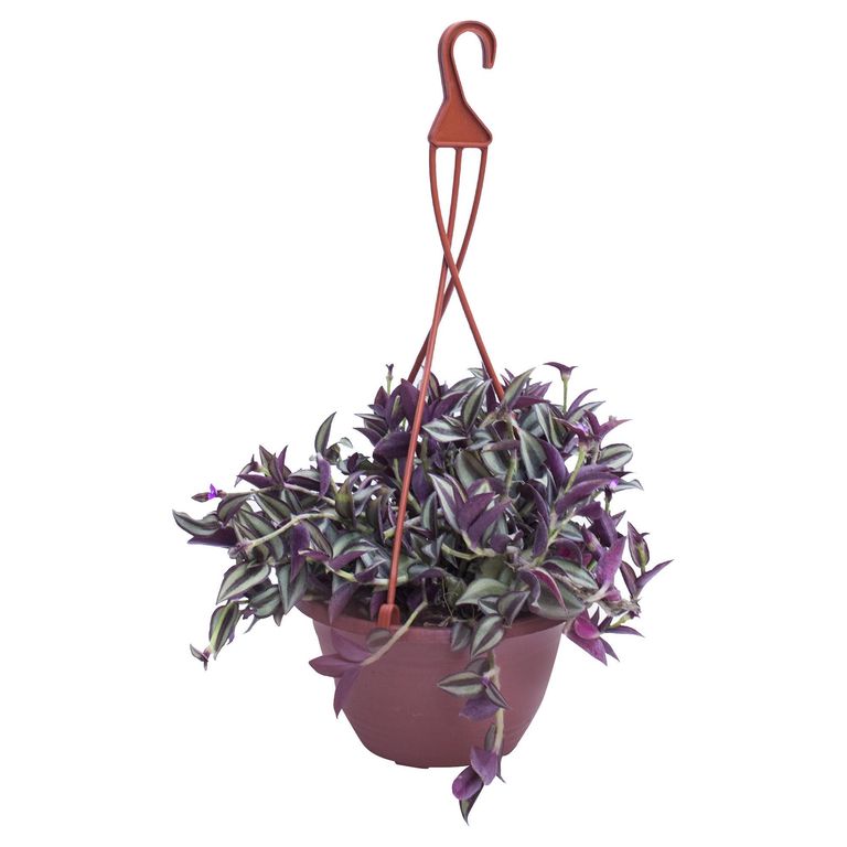 Tradescantia 30 cm Natural CT20