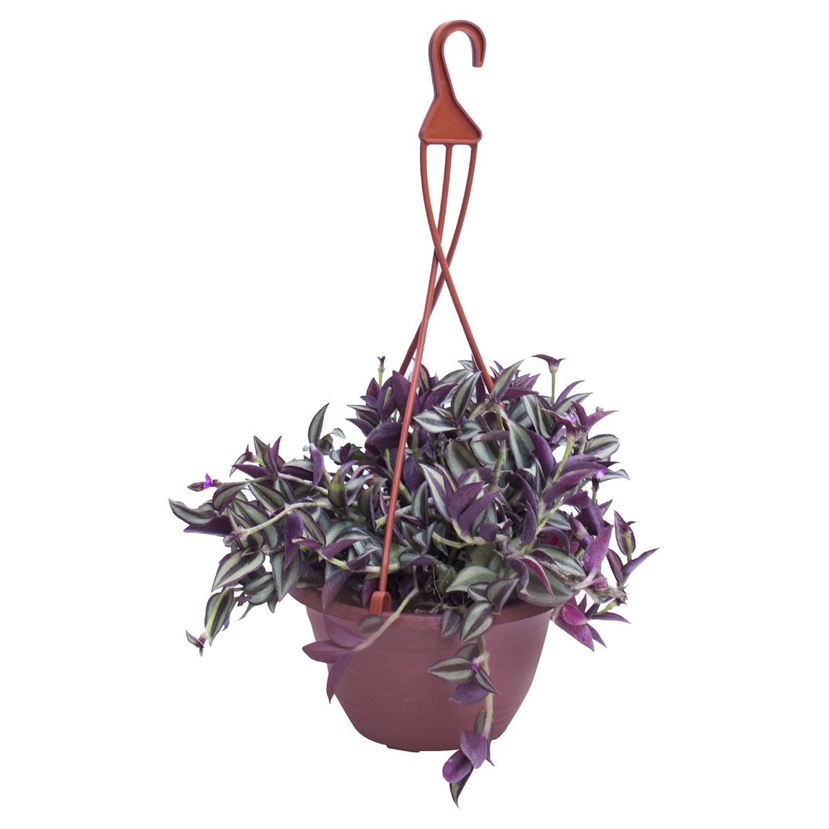 LAS BANDURRIAS - Tradescantia 30 cm Natural CT20