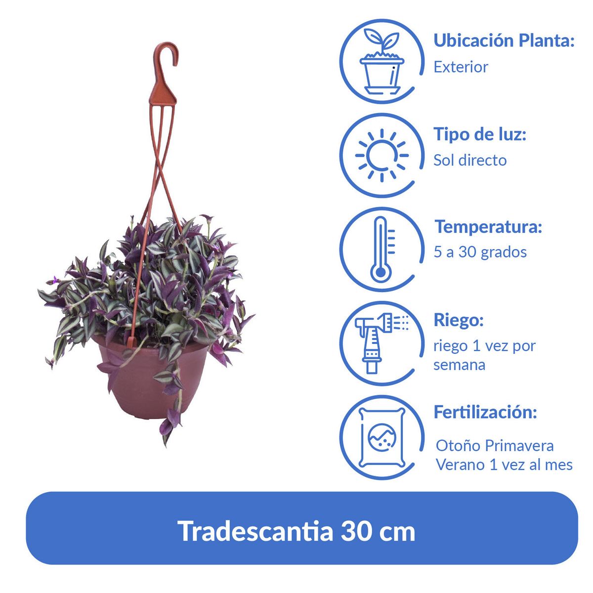 LAS BANDURRIAS - Tradescantia 30 cm Natural CT20