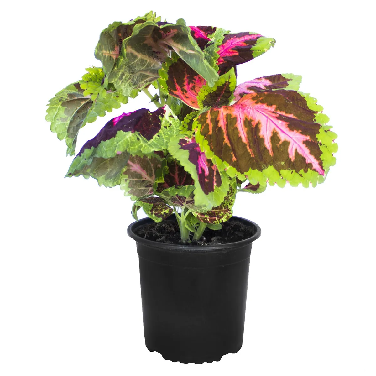 LAS BANDURRIAS - Coleus 40 cm Natural CT19