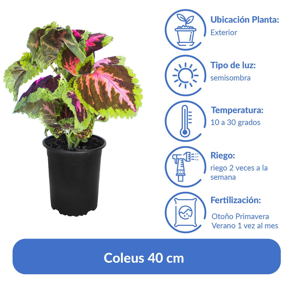 LAS BANDURRIAS - Coleus 40 cm Natural CT19