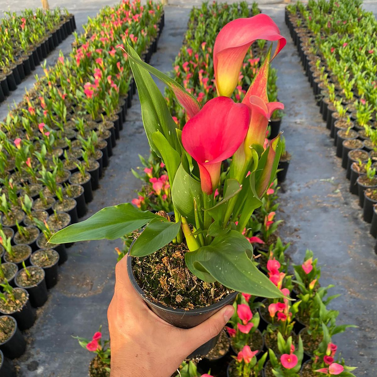 FLORES DE MI TIERRA - Cala Color 40 cm Natural CT17