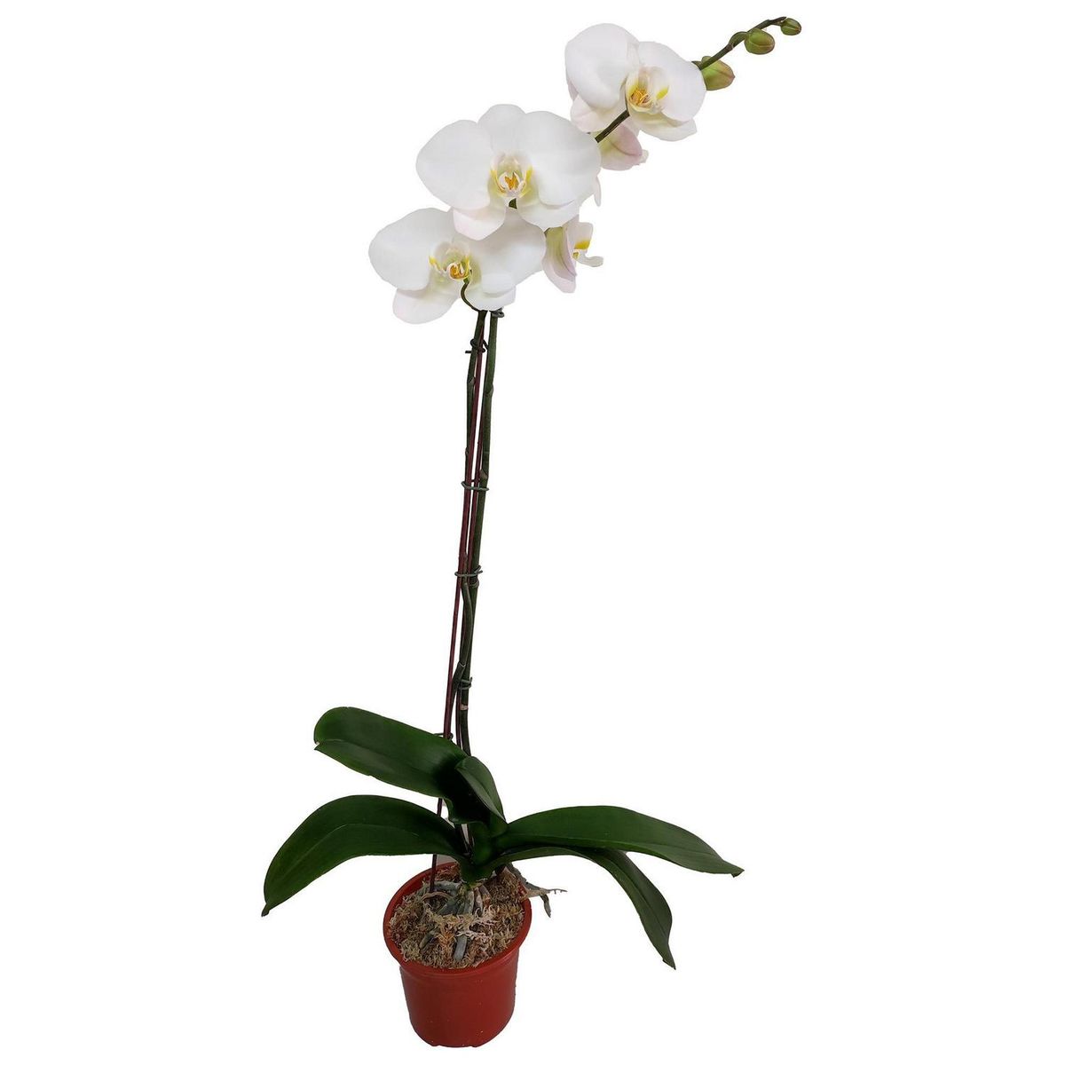ORQUIDEA ORIENTAL - Orquidea Phalaenops 80 cm Natural CT14