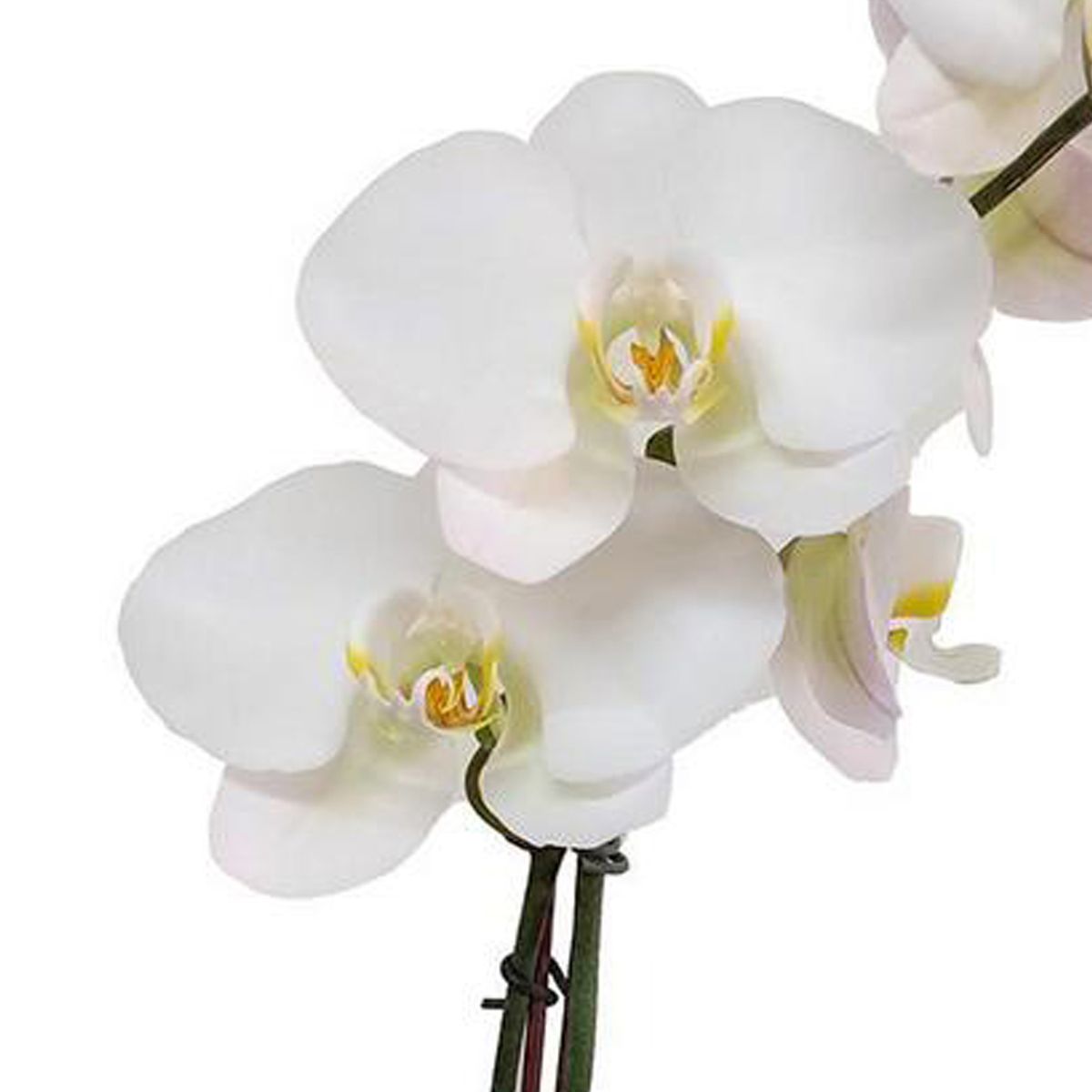 ORQUIDEA ORIENTAL - Orquidea Phalaenops 80 cm Natural CT14