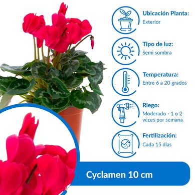 Cyclamen Colores 10 cm Natural CT15