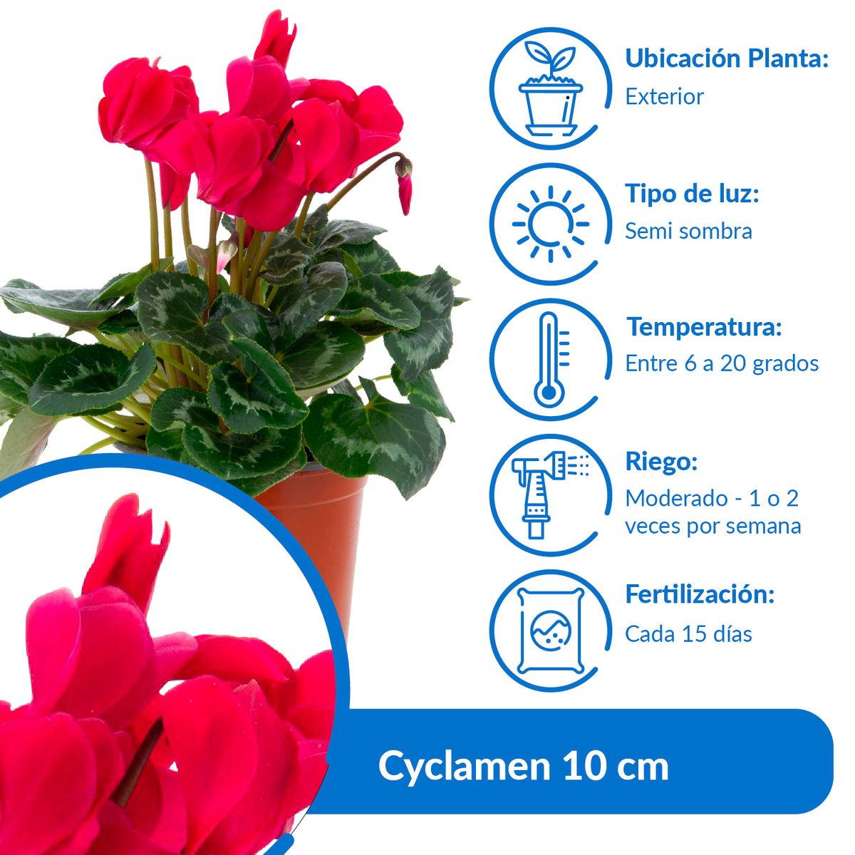 LAS BANDURRIAS - Cyclamen Colores 10 cm Natural CT15