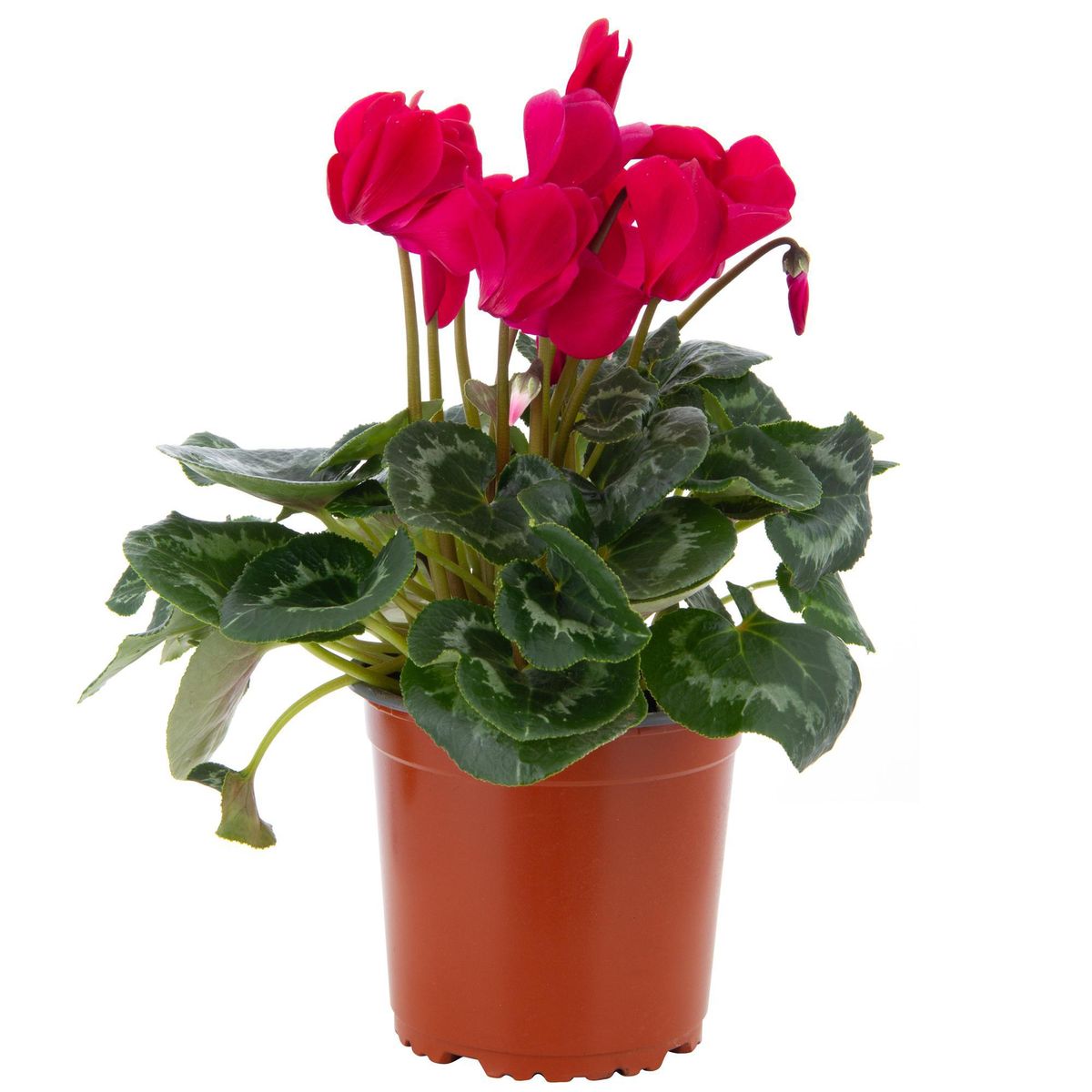 LAS BANDURRIAS - Cyclamen Colores 10 cm Natural CT15
