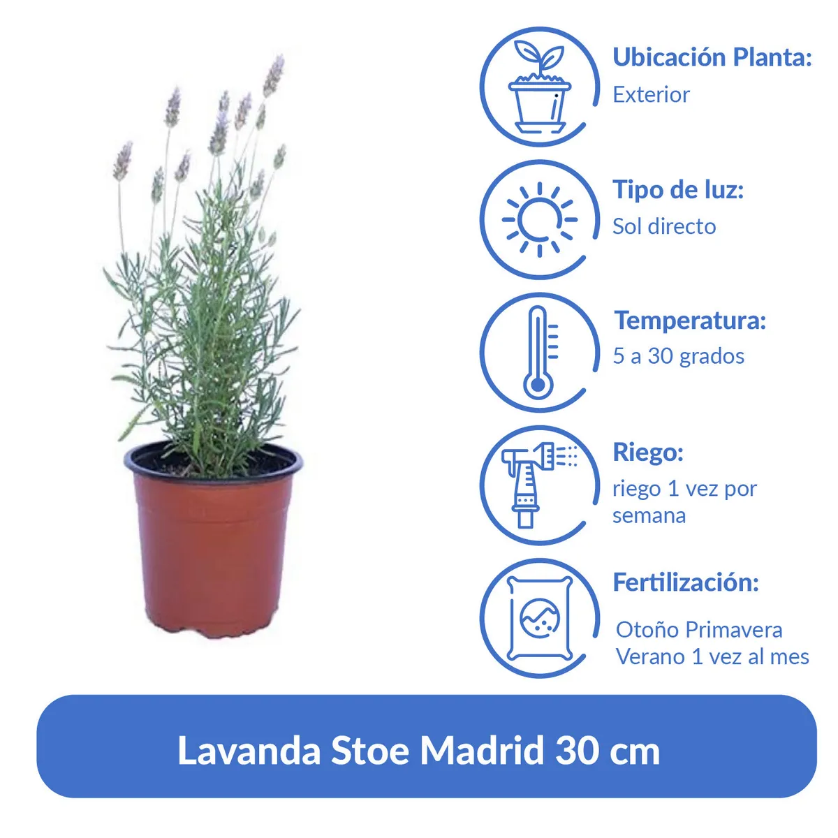 LAS BANDURRIAS - Lavanda Stoe Madrid 30 cm Natural CT15