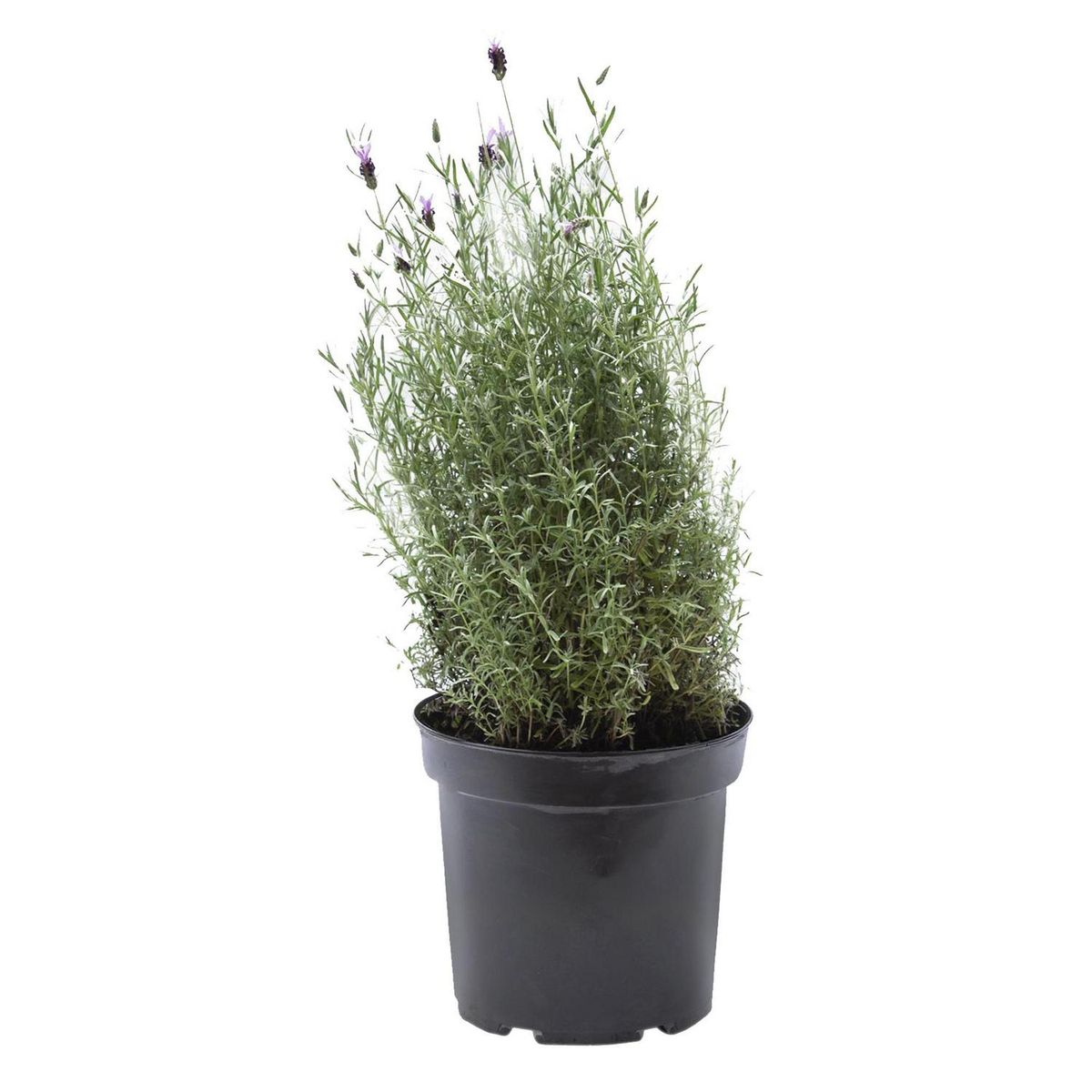 LAS BANDURRIAS - Lavanda Stoe Madrid 50 cm Natural CT26