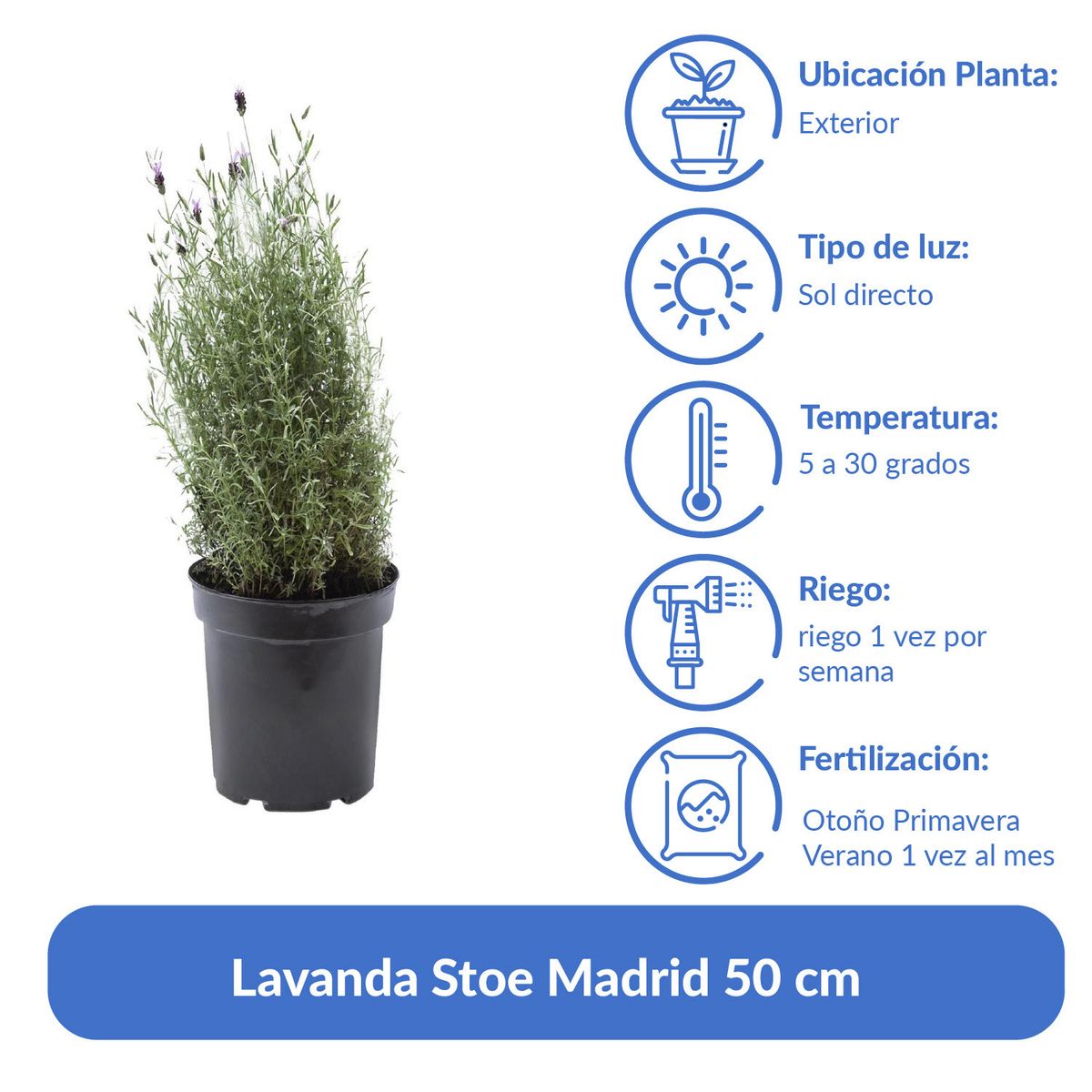 LAS BANDURRIAS - Lavanda Stoe Madrid 50 cm Natural CT26