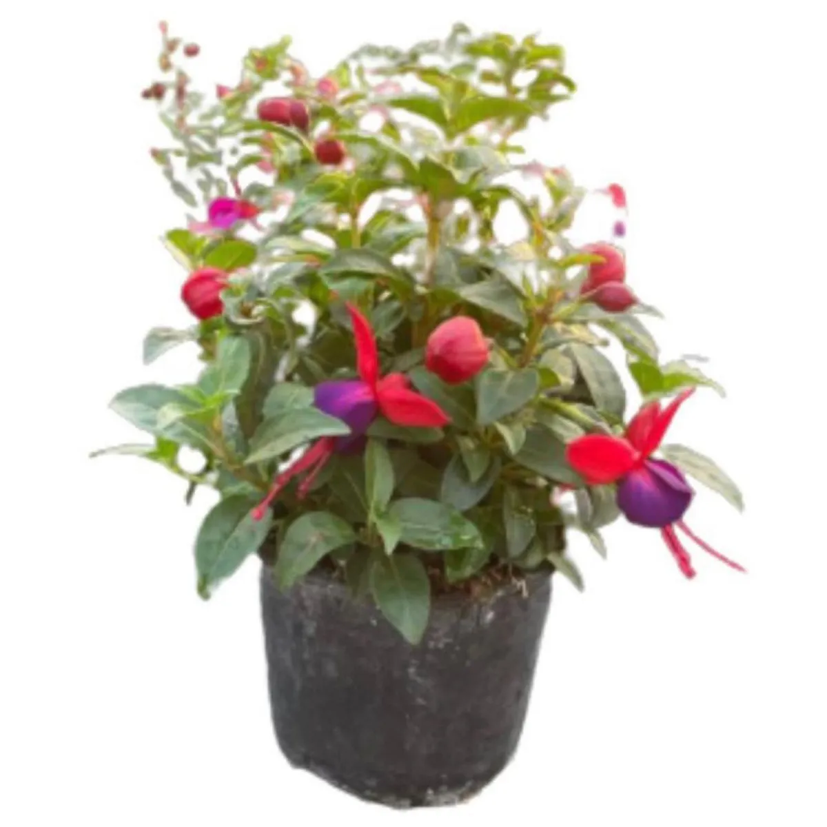 LAS BANDURRIAS - Arbusto Fuchsia Bailarin Natural 