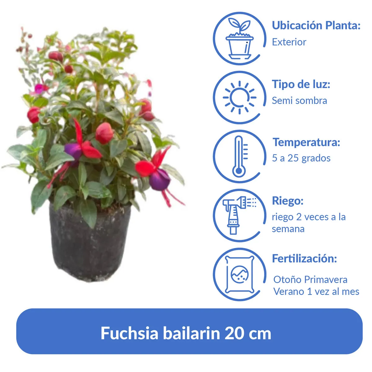 LAS BANDURRIAS - Arbusto Fuchsia Bailarin Natural 