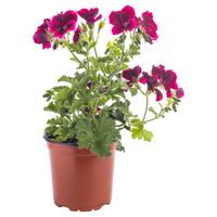 Pelargonio 40 cm Natural CT15