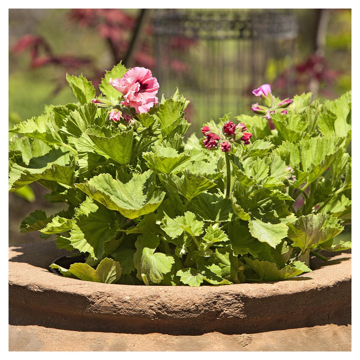 LAS BANDURRIAS - Pelargonio 40 cm Natural CT15