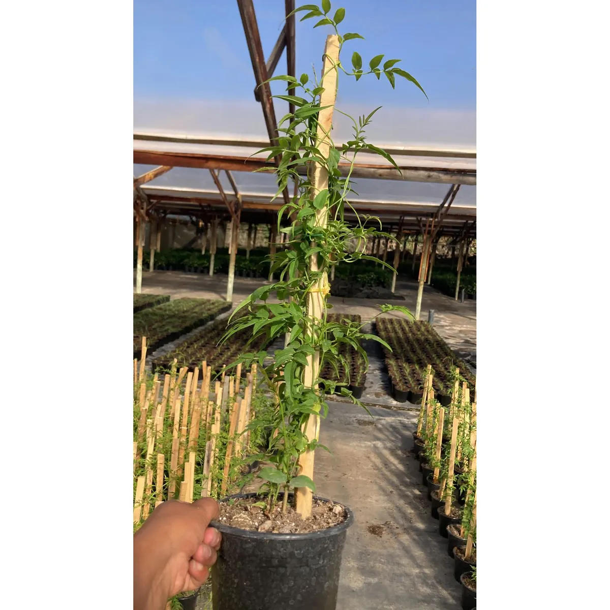 LAS BANDURRIAS - Jazmin Polyanthus 50 cm Natural CT17