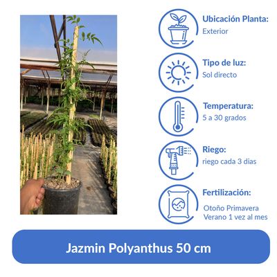Imagen 2 del producto Jazmin Polyanthus 50 cm Natural CT17