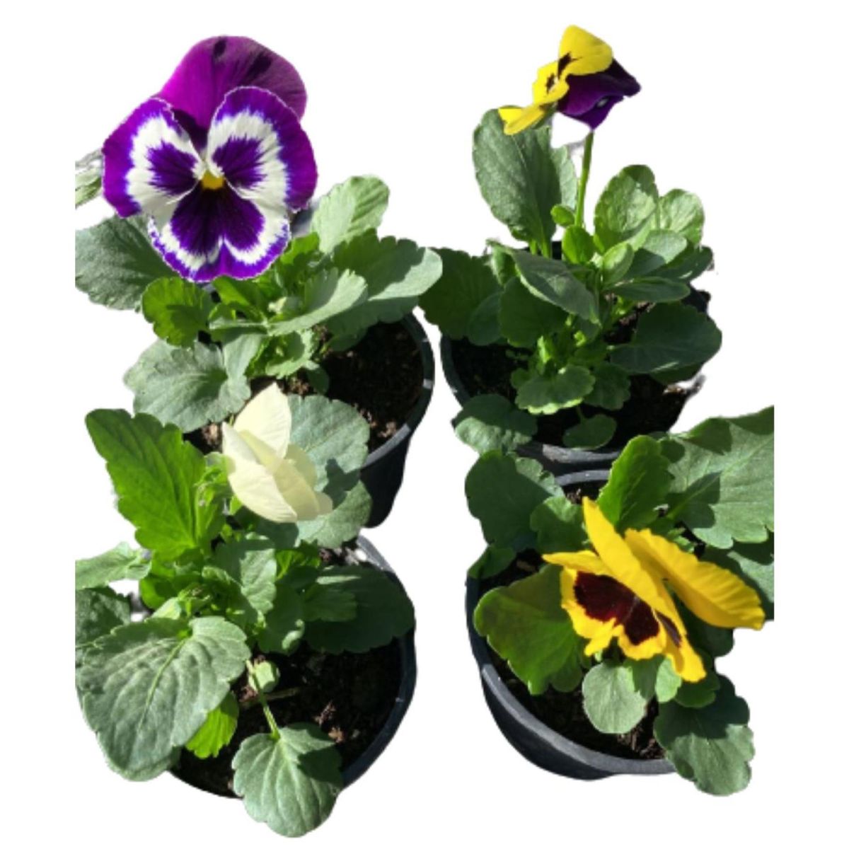 LAS BANDURRIAS - Pensamiento 10 cm Natural CT10