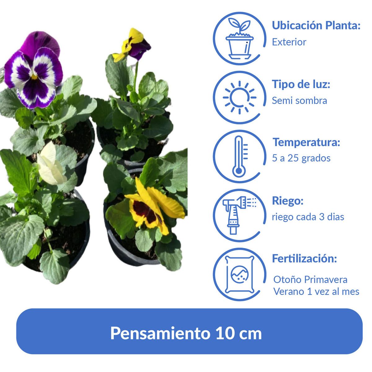 LAS BANDURRIAS - Pensamiento 10 cm Natural CT10