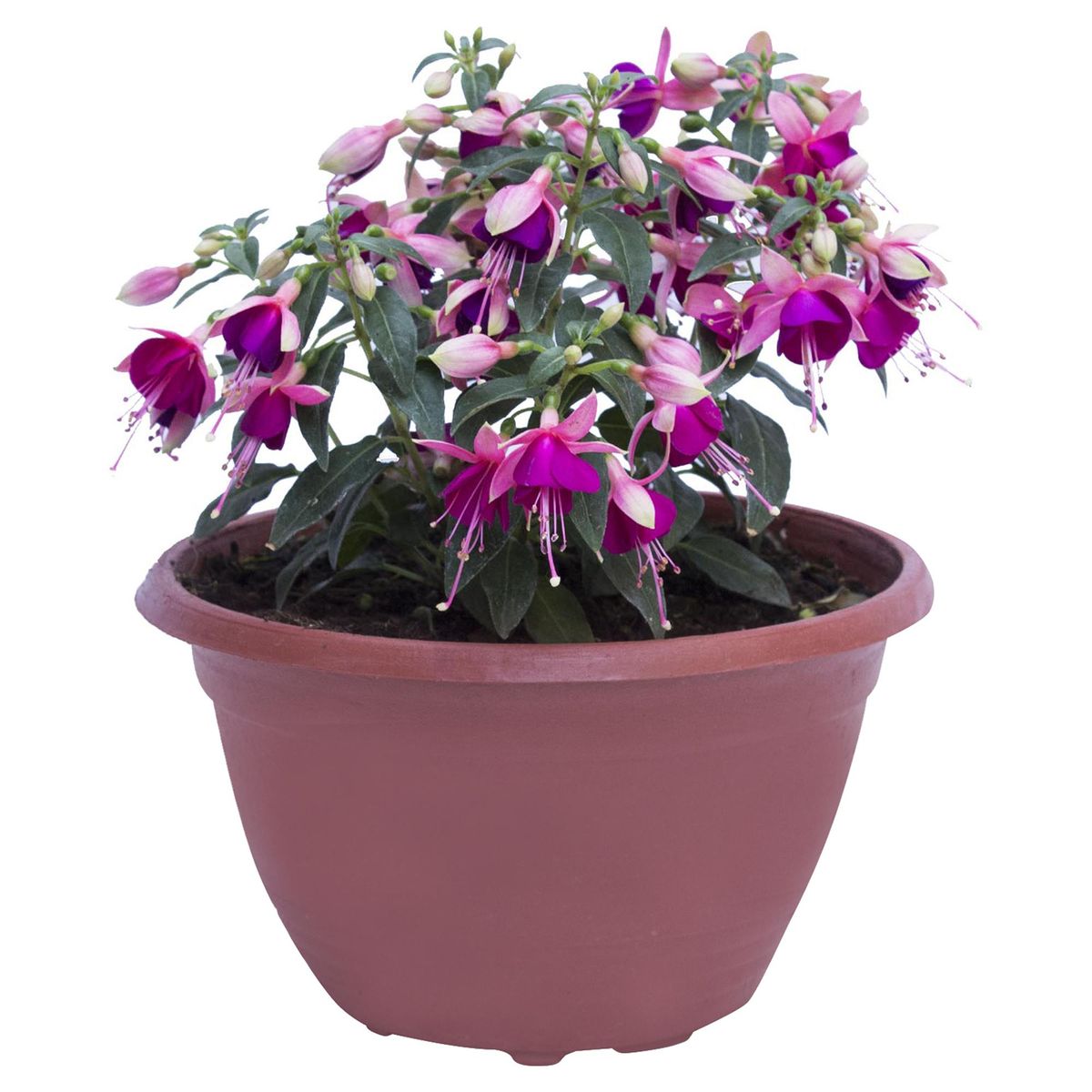 LAS BANDURRIAS - Arbusto Fuchsia Campana ig Natural 
