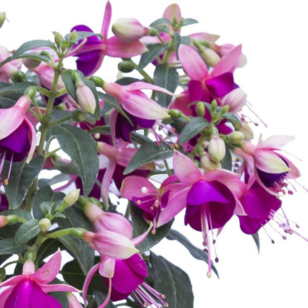 LAS BANDURRIAS - Arbusto Fuchsia Campana ig Natural 