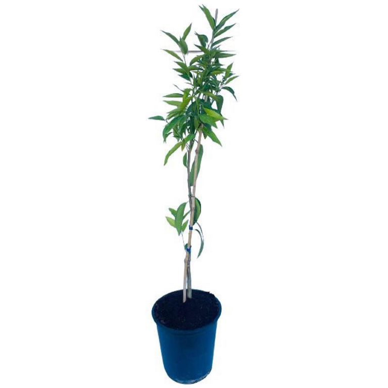 Árbol Limón Natural