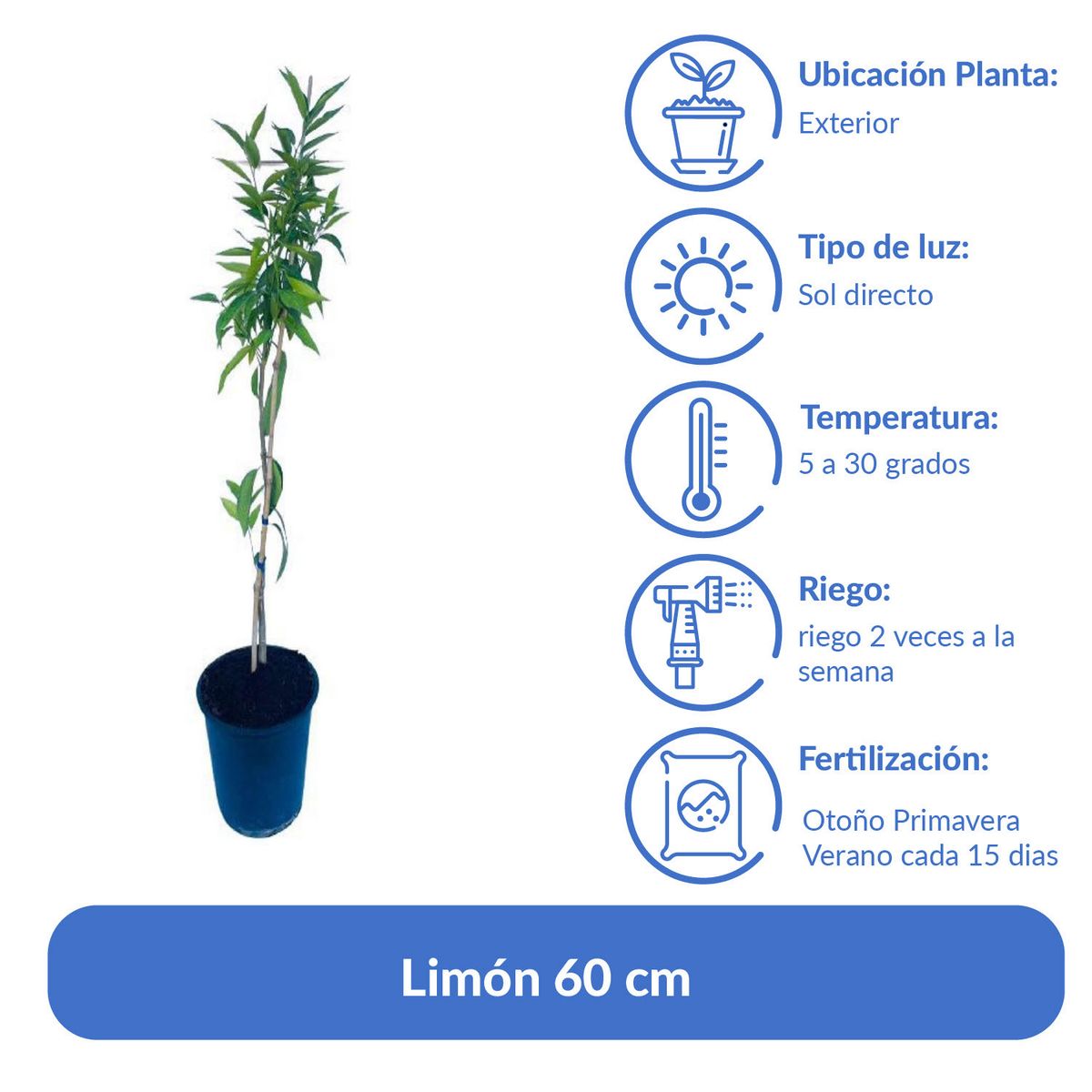 LAS BANDURRIAS - Árbol Limón Natural 