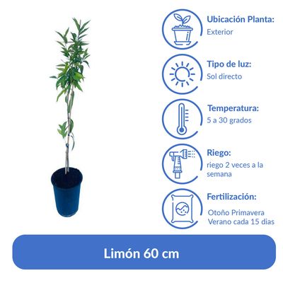Imagen 2 del producto Árbol Limón Natural