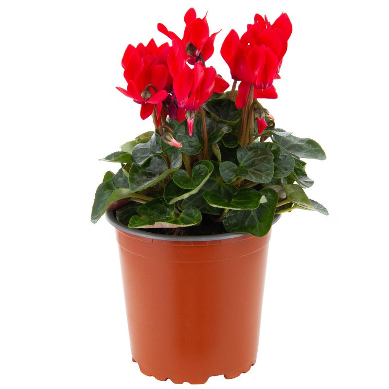 LAS BANDURRIAS - Planta Cyclamen mini 10 cm Natural CT13