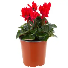 LAS BANDURRIAS - Planta Cyclamen mini 10 cm Natural CT13