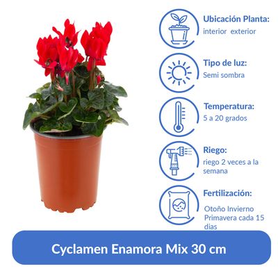 Imagen 2 del producto Planta Cyclamen mini 10 cm Natural CT13