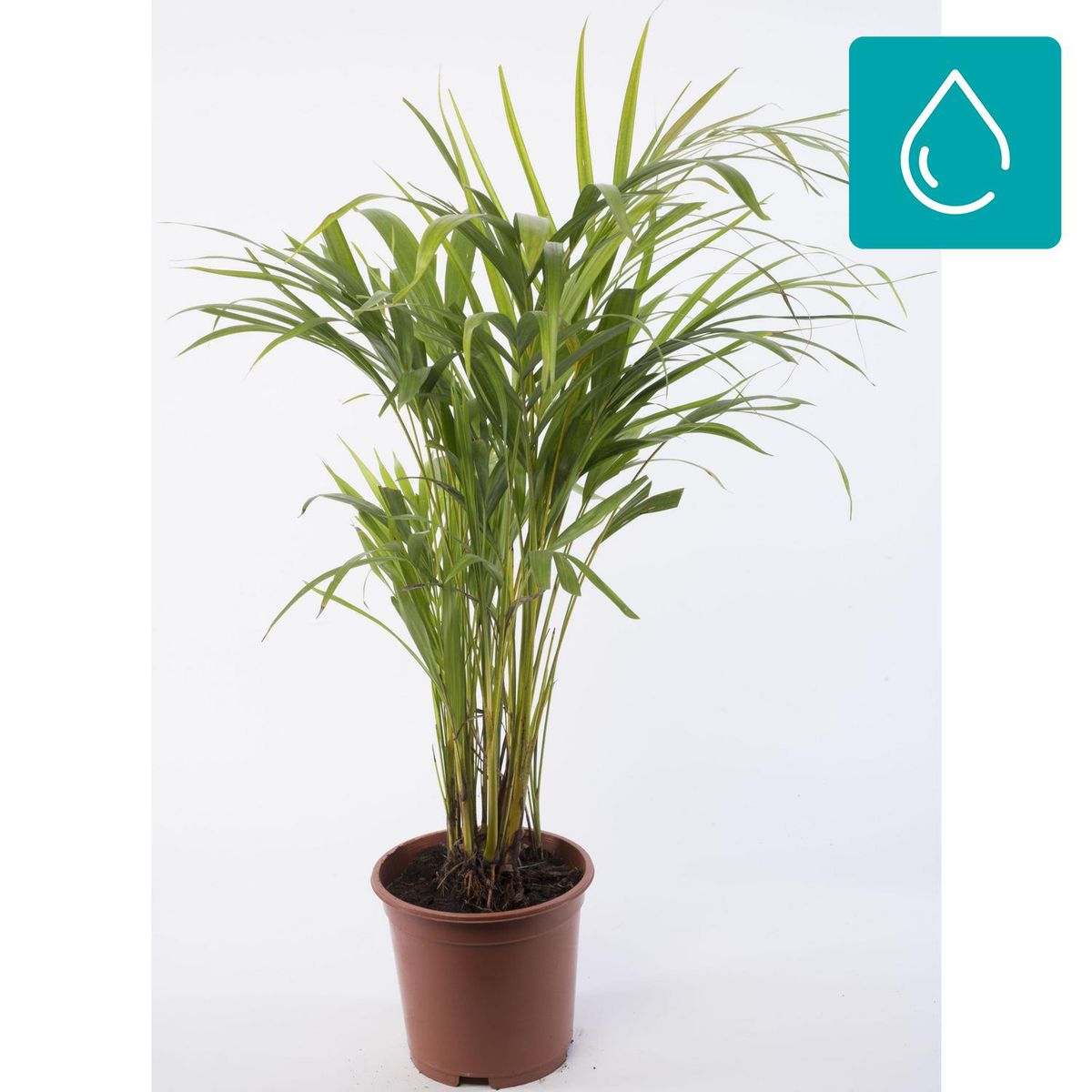 VIVEROS HIJUELAS - Palmera areca 0,60 m