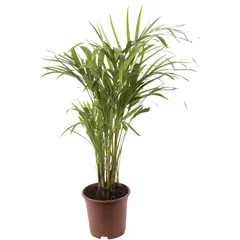 GENERICO - Palmera Areca 60 cm Natural CT20