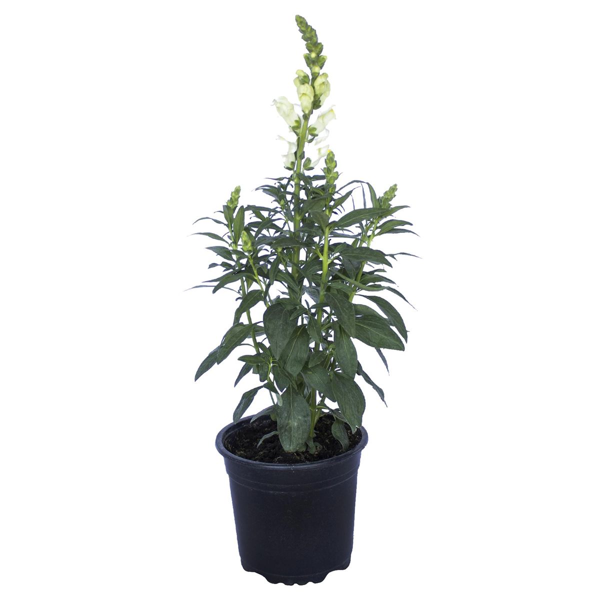 LAS BANDURRIAS - Antirrhinum Lavel 40 cm Natural CT15