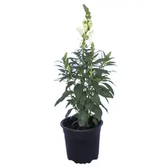 LAS BANDURRIAS - Antirrhinum Lavel 40 cm Natural CT15