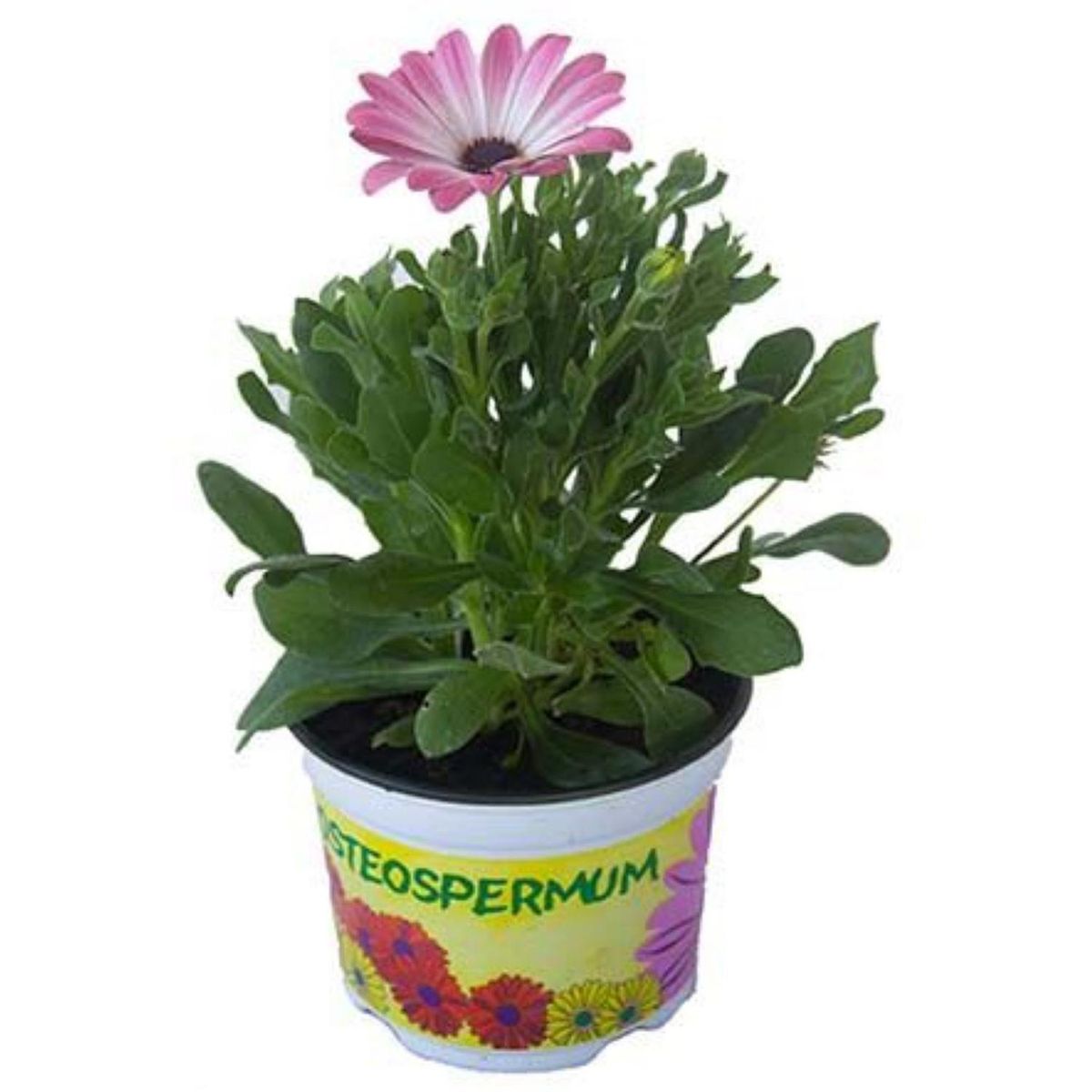 LAS BANDURRIAS - Osteospermum Daisy 20 cm Natural CT12
