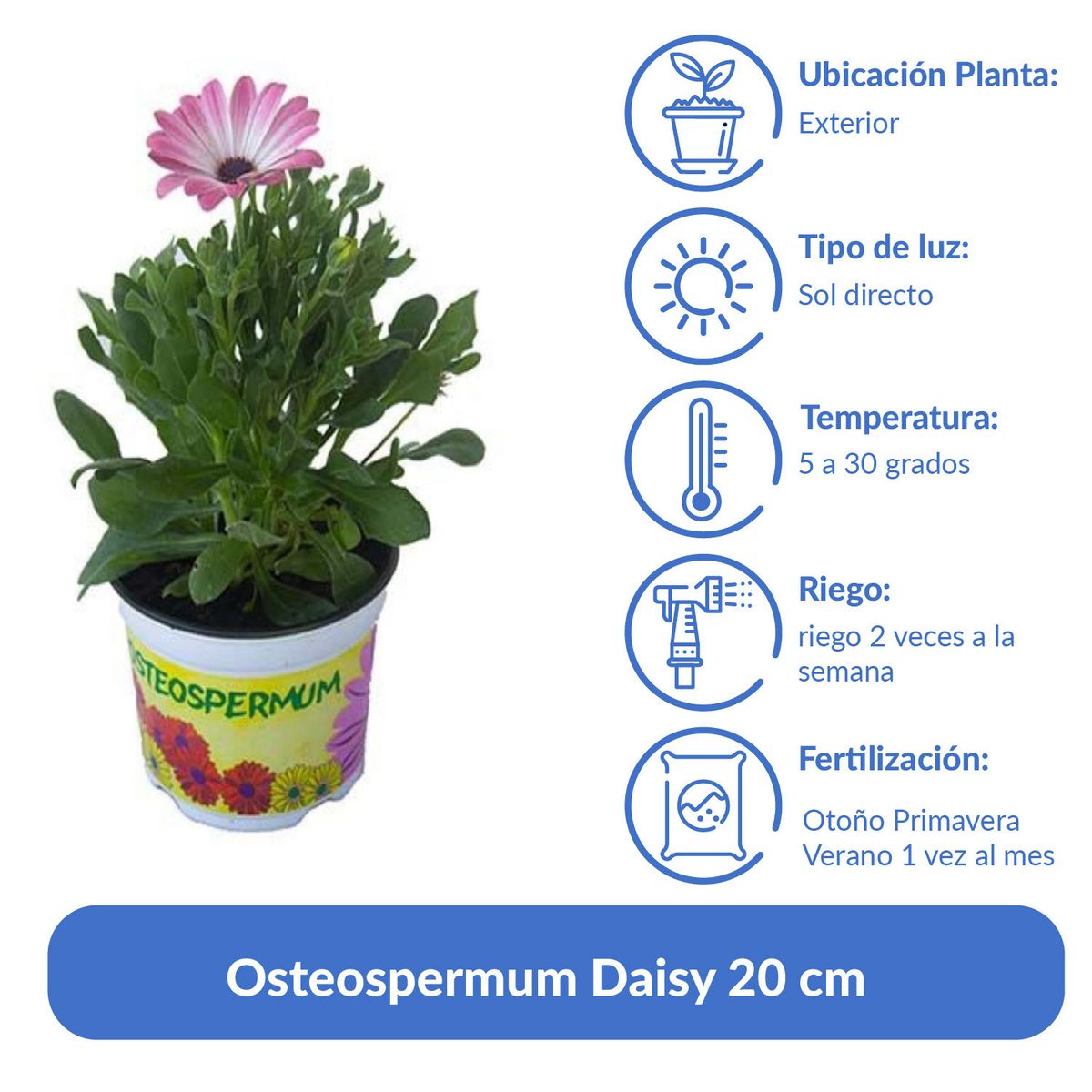 LAS BANDURRIAS - Osteospermum Daisy 20 cm Natural CT12