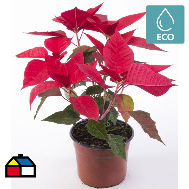 LAS BANDURRIAS - Corona Del Inca 10 cm Natural CT14
