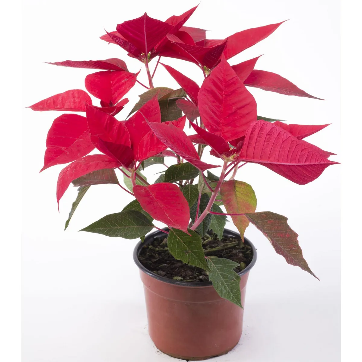 LAS BANDURRIAS - Corona Del Inca 10 cm Natural CT14