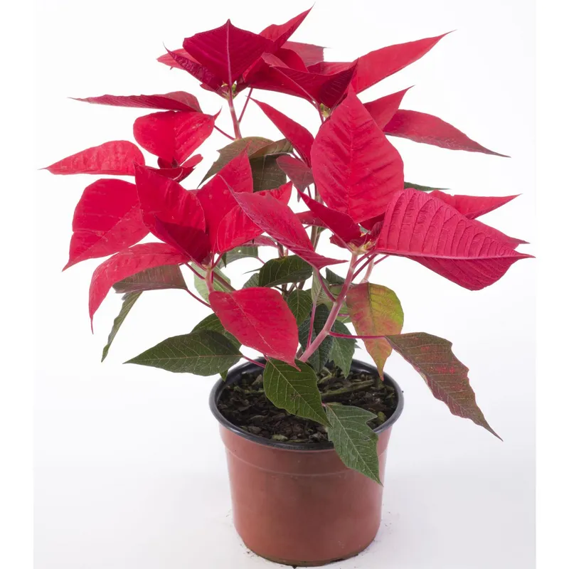 LAS BANDURRIAS - Corona Del Inca 10 cm Natural CT14