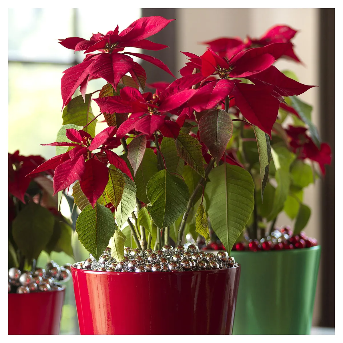 LAS BANDURRIAS - Corona Del Inca 10 cm Natural CT14