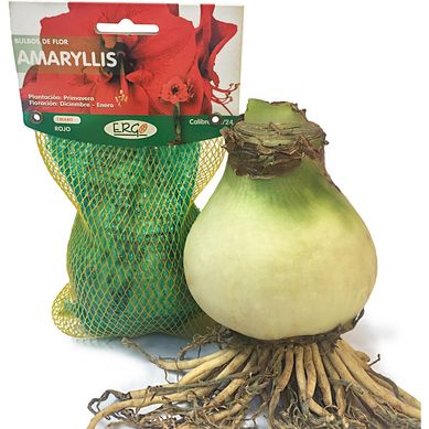 Bulbos de flor amaryllis