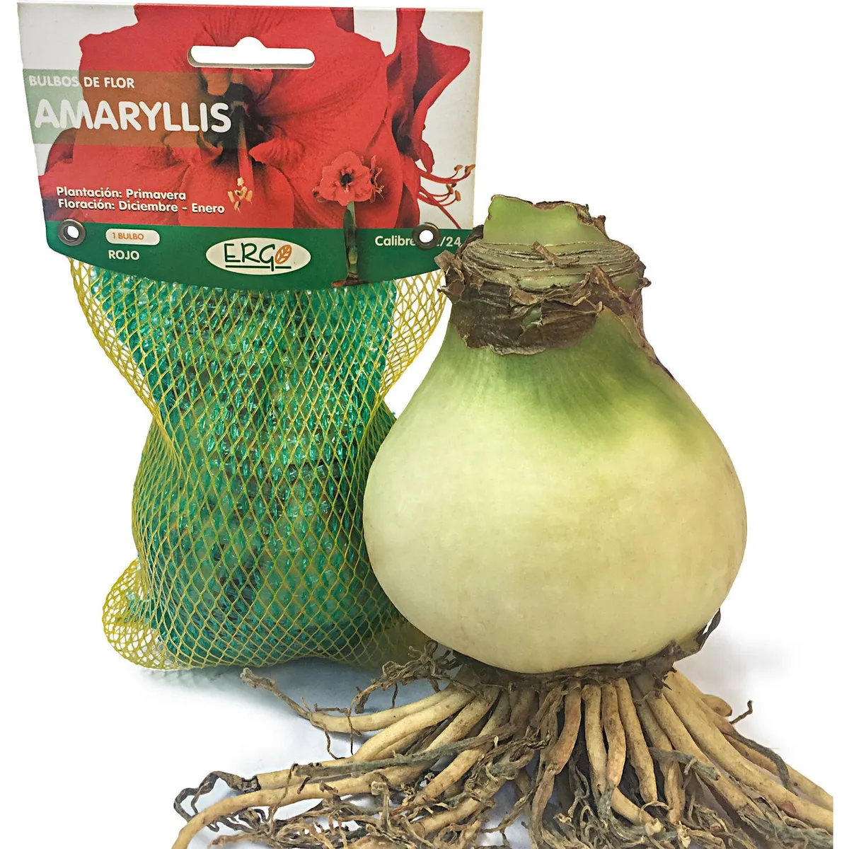 ERGO - Bulbos de Flor Amaryllis 